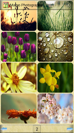 Macro Photography