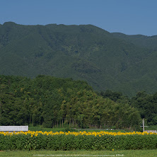 葛城,ひまわり(IMGP0498,645Z)2014yaotomi_.jpg