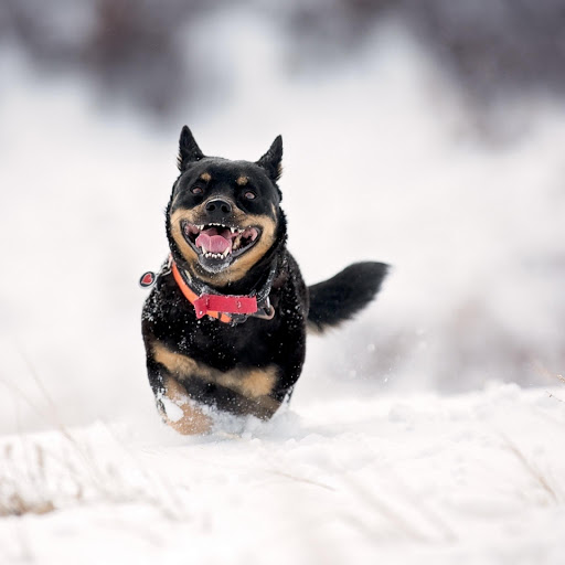 Hd-176242-ascw176242