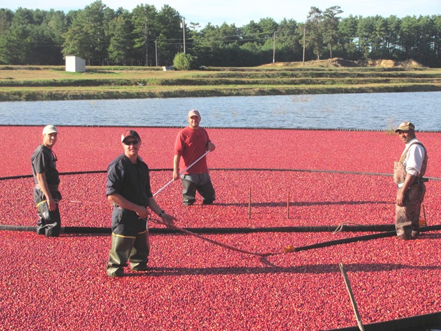 [cranberry%2520harvest%2520josh%2520ronnie%2520kevin%2520and%2520G%25209.20%255B3%255D.jpg]