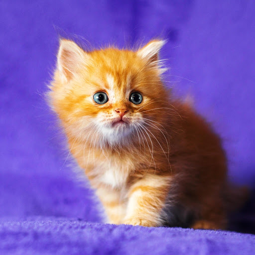 Hd-152060-ascw152060