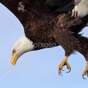 Wild Bald Eagle Attack by Terry Sohl - Animals Birds