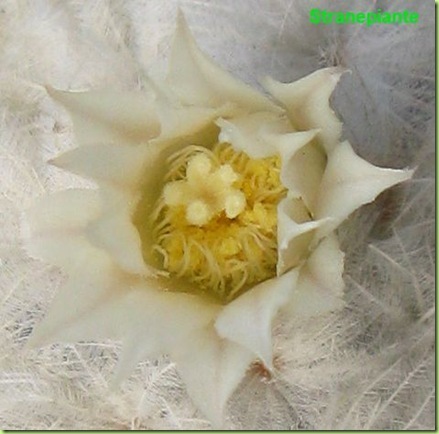 fiore mammillaria plumosa