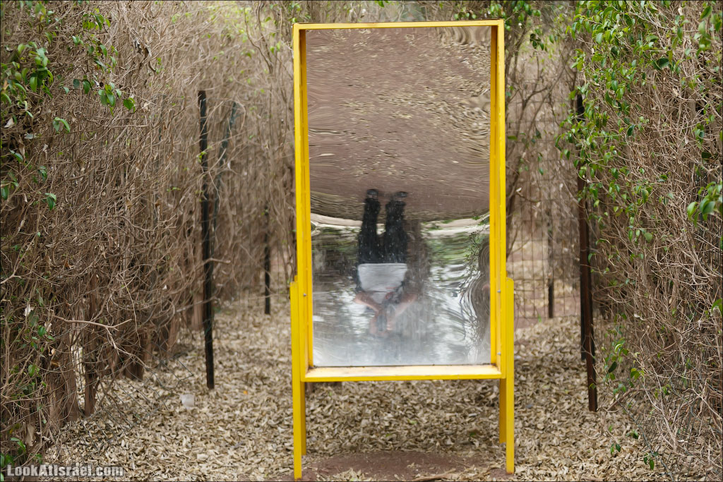 Ган Гуру - парк с кенгуру и другими австралийскими животными | Gan Guru | גן גורו | LookAtIsrael.com - Фото путешествия по Израилю