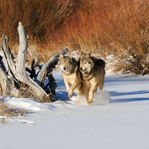 Hd-159580-ascw159580