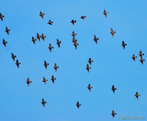 15. aug 2011 starlings-kab