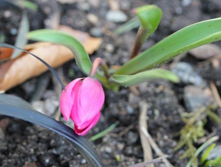 [Botanisk-tulipan3.jpg]