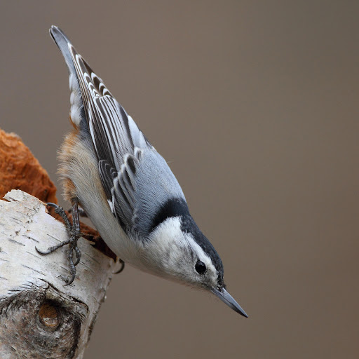 Hd-178219-ascw178219