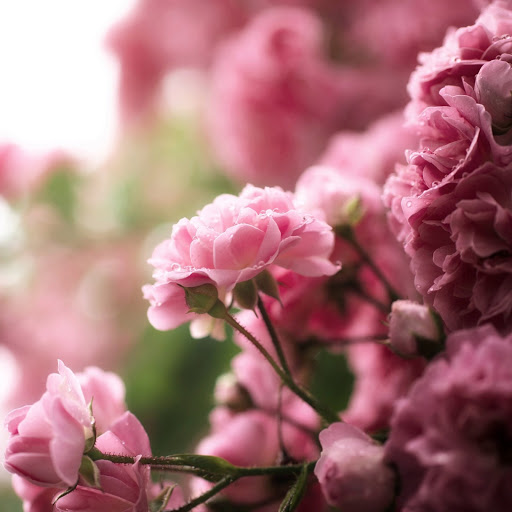 Hd-141161-ascw141161