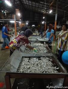 ikan Bilis di Tanjung Dawai 35