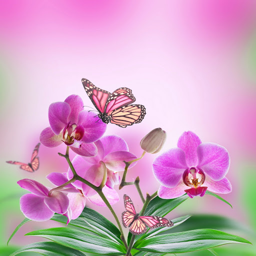 Hd-135962-ascw135962