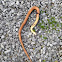 Copper-bellied Water Snake (Dead)