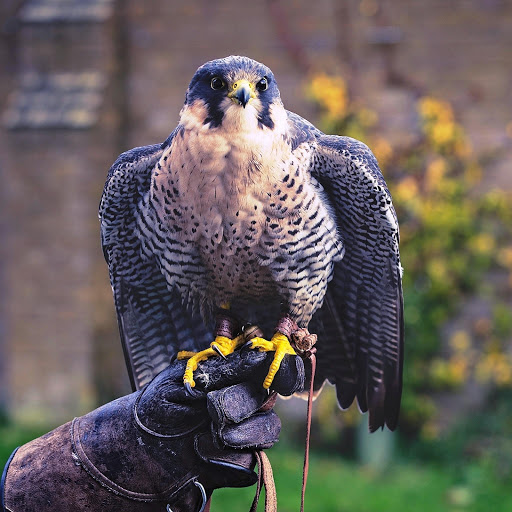 Hd-151908-ascw151908