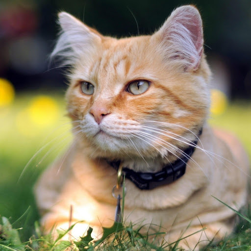 Hd-185605-ascw185605