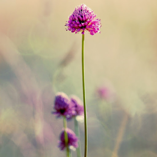 Hd-157005-ascw157005