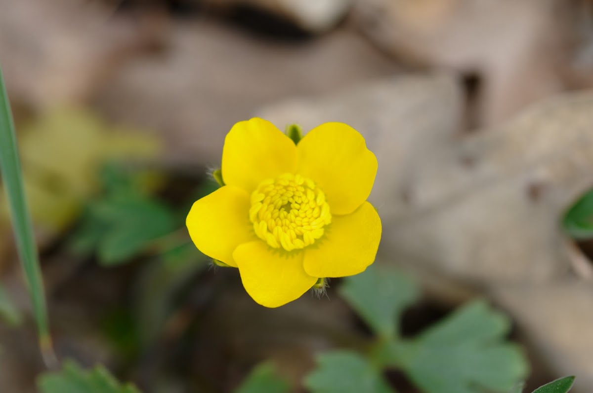 Creeping Buttercup