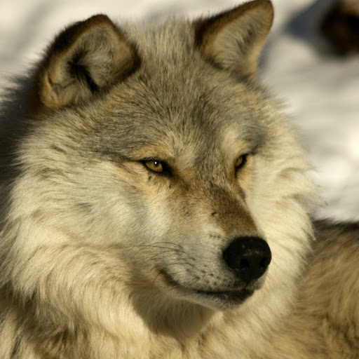 Hd-158292-ascw158292