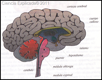 partes del sistema nervioso central
