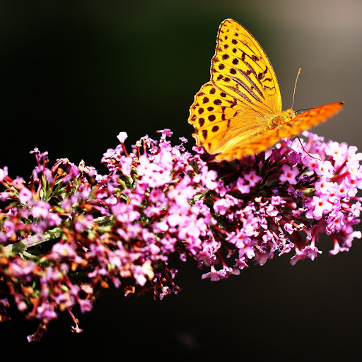 Hd-167765-ascw167765