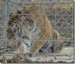 tiger cage