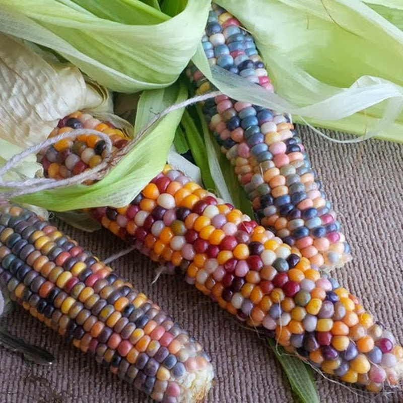 This is Glass Gem Corn and it is Real Amusing