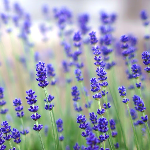 Hd-141785-ascw141785