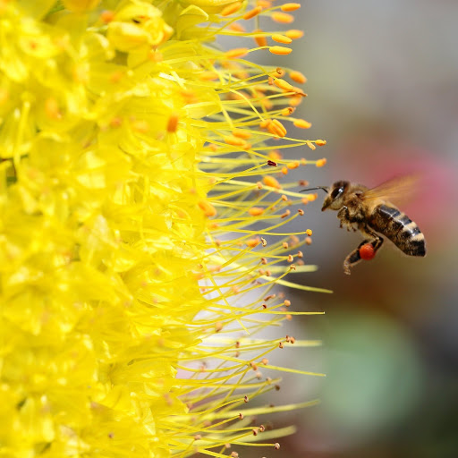 Hd-186013-ascw186013