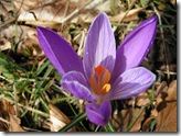 crocus 07 (2) crocus 07 (2)