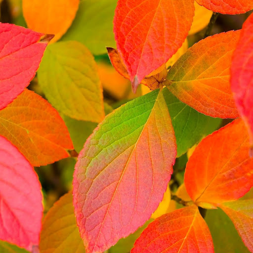 Hd-148525-ascw148525