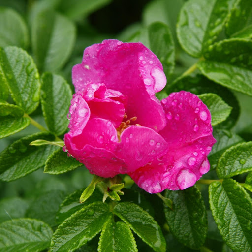 Hd-172130-ascw172130