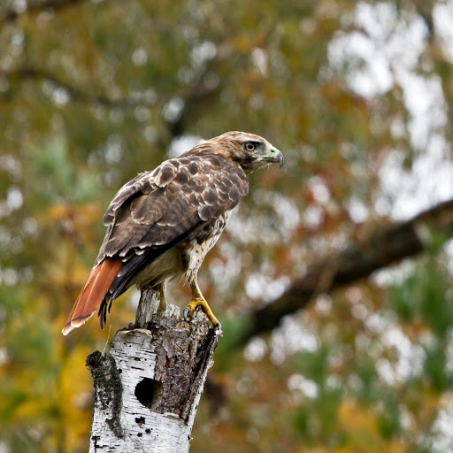 Hd-136252-ascw136252