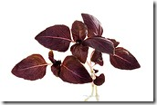Tulsi (black/red/purple variety)