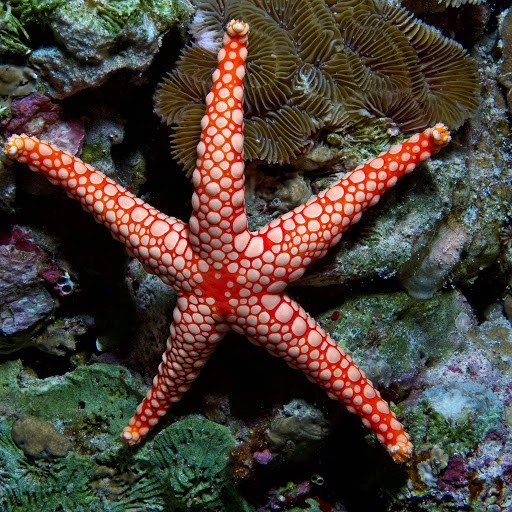 Hd-161066-ascw161066