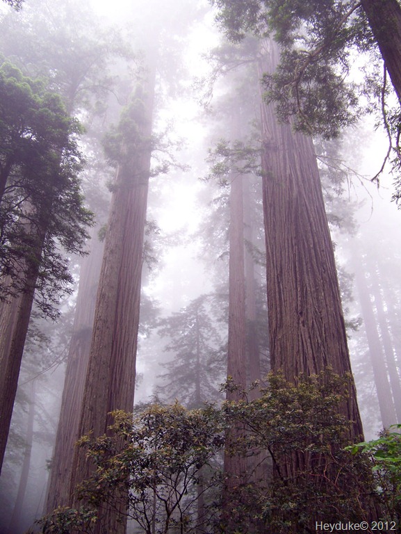 [Redwoods%2520Northern%2520Cali%2520013%255B13%255D.jpg]