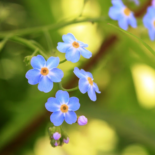 Hd-171112-ascw171112