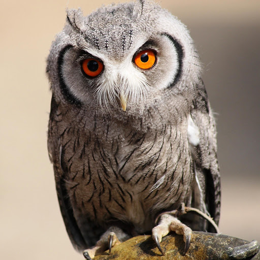 Hd-147337-ascw147337