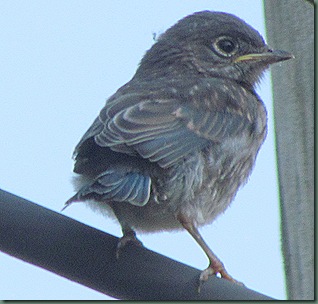 Newly fledged baby Bluebird