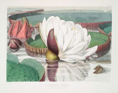 Victoria_Regia._(Opening_flower)_(1851)