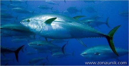 [Bluefish-tuna%255B3%255D.jpg]