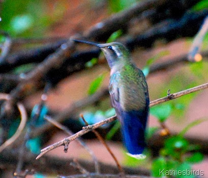 12. blue-throated hummingbird-kab