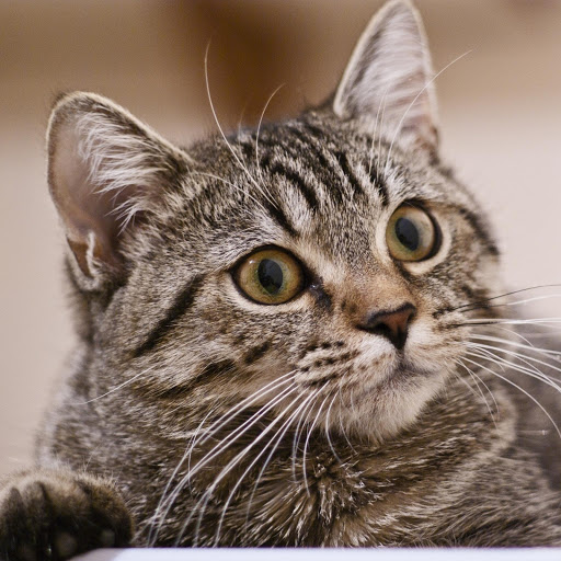 Hd-177638-ascw177638