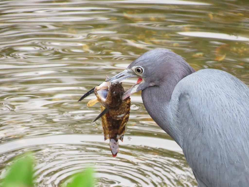 [fort_myers_lil_blue_heron_with_lunch%255B2%255D.jpg]