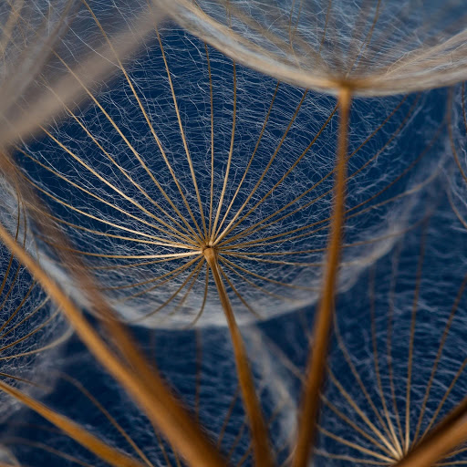 Hd-171949-ascw171949