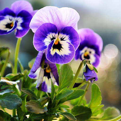 Hd-146094-ascw146094