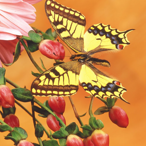 Hd-180406-ascw180406