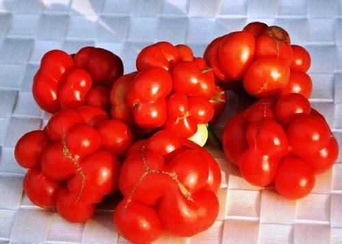 [TomatoReisetomate3.jpg]