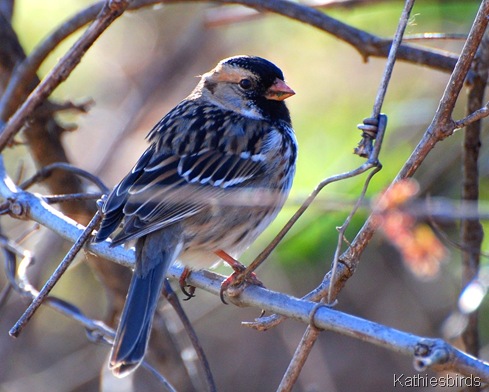 DSC_0185 Harris sparrow-kab
