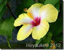 Yellow Hibiscus