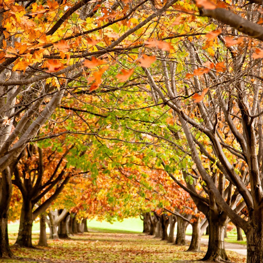 Hd-170697-ascw170697