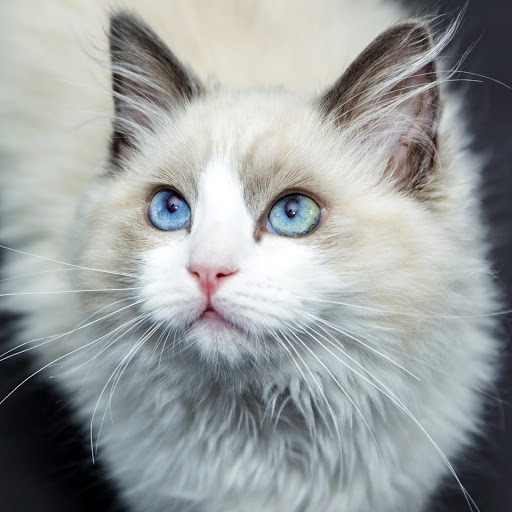 Hd-190816-ascw190816